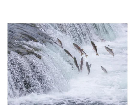 Salmones en migración.